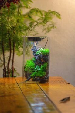 Medium Cylinder Terrarium With LED Grow Lamp, Acrylic Lid Set For Bog, Carnivorous Plants -15x25cm 27 Medium Cylinder Terrarium With LED Grow Lamp, Acrylic Lid Set For Bog, Carnivorous Plants -15x25cm -Glass Plant Store IMG 5248