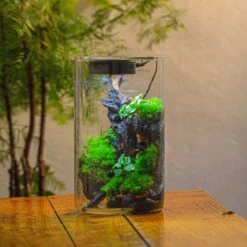 Medium Cylinder Terrarium With LED Grow Lamp, Acrylic Lid Set For Bog, Carnivorous Plants -15x25cm 36 Medium Cylinder Terrarium With LED Grow Lamp, Acrylic Lid Set For Bog, Carnivorous Plants -15x25cm -Glass Plant Store IMG 5248 3