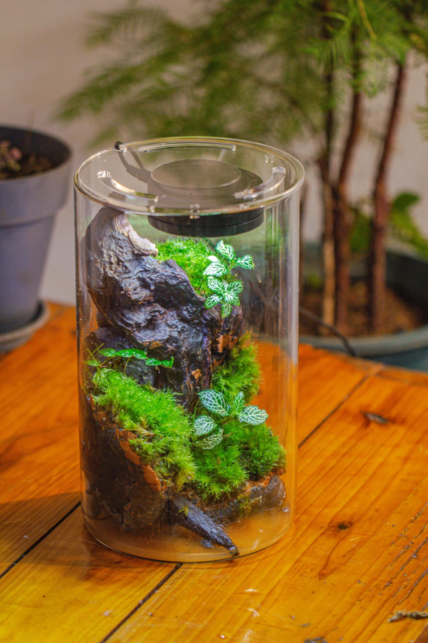 Medium Cylinder Terrarium With LED Grow Lamp, Acrylic Lid Set For Bog, Carnivorous Plants -15x25cm 20 Medium Cylinder Terrarium With LED Grow Lamp, Acrylic Lid Set For Bog, Carnivorous Plants -15x25cm - Image 20
