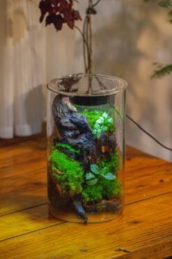 Medium Cylinder Terrarium With LED Grow Lamp, Acrylic Lid Set For Bog, Carnivorous Plants -15x25cm 34 Medium Cylinder Terrarium With LED Grow Lamp, Acrylic Lid Set For Bog, Carnivorous Plants -15x25cm -Glass Plant Store IMG 5255