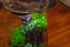 Medium Cylinder Terrarium With LED Grow Lamp, Acrylic Lid Set For Bog, Carnivorous Plants -15x25cm 35 Medium Cylinder Terrarium With LED Grow Lamp, Acrylic Lid Set For Bog, Carnivorous Plants -15x25cm -Glass Plant Store IMG 5256 714a8c4e 8b96 4052 9692 1cc375d64fe0