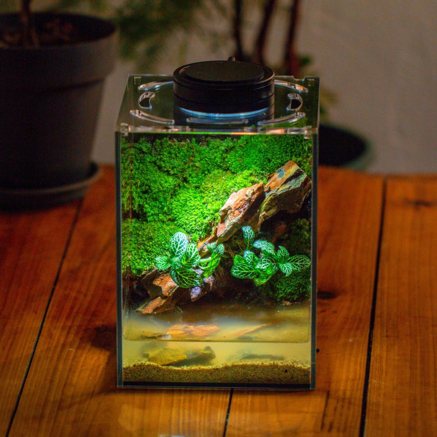 Watertight Glass Terrarium With LED Grow Light, Acrylic Lid For Moss Wall, Vertical Planting -15x15x20cm / 5.9x5.9x7.8 2 Watertight Glass Terrarium With LED Grow Light, Acrylic Lid For Moss Wall, Vertical Planting -15x15x20cm / 5.9x5.9x7.8 - Image 2