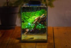 Watertight Glass Terrarium With LED Grow Light, Acrylic Lid For Moss Wall, Vertical Planting -15x15x20cm / 5.9x5.9x7.8 36 Watertight Glass Terrarium With LED Grow Light, Acrylic Lid For Moss Wall, Vertical Planting -15x15x20cm / 5.9x5.9x7.8 -Glass Plant Store IMG 5290 0bb4f887 42ac 455f b009 50c435f25865