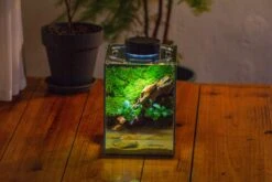 Watertight Glass Terrarium With LED Grow Light, Acrylic Lid For Moss Wall, Vertical Planting -15x15x20cm / 5.9x5.9x7.8 37 Watertight Glass Terrarium With LED Grow Light, Acrylic Lid For Moss Wall, Vertical Planting -15x15x20cm / 5.9x5.9x7.8 -Glass Plant Store IMG 5295 a5b270a3 9fd0 46f9 b011 335b80d1942e