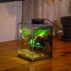 Watertight Glass Terrarium With LED Grow Light, Acrylic Lid For Moss Wall, Vertical Planting -15x15x20cm / 5.9x5.9x7.8 27 Watertight Glass Terrarium With LED Grow Light, Acrylic Lid For Moss Wall, Vertical Planting -15x15x20cm / 5.9x5.9x7.8 -Glass Plant Store IMG 5296 fe57f94d fe4d 4e86 9ced 06a49c03e724