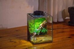 Watertight Glass Terrarium With LED Grow Light, Acrylic Lid For Moss Wall, Vertical Planting -15x15x20cm / 5.9x5.9x7.8 28 Watertight Glass Terrarium With LED Grow Light, Acrylic Lid For Moss Wall, Vertical Planting -15x15x20cm / 5.9x5.9x7.8 -Glass Plant Store IMG 5302 5bcee5a0 2f9e 4c61 b452 3696db9340e5