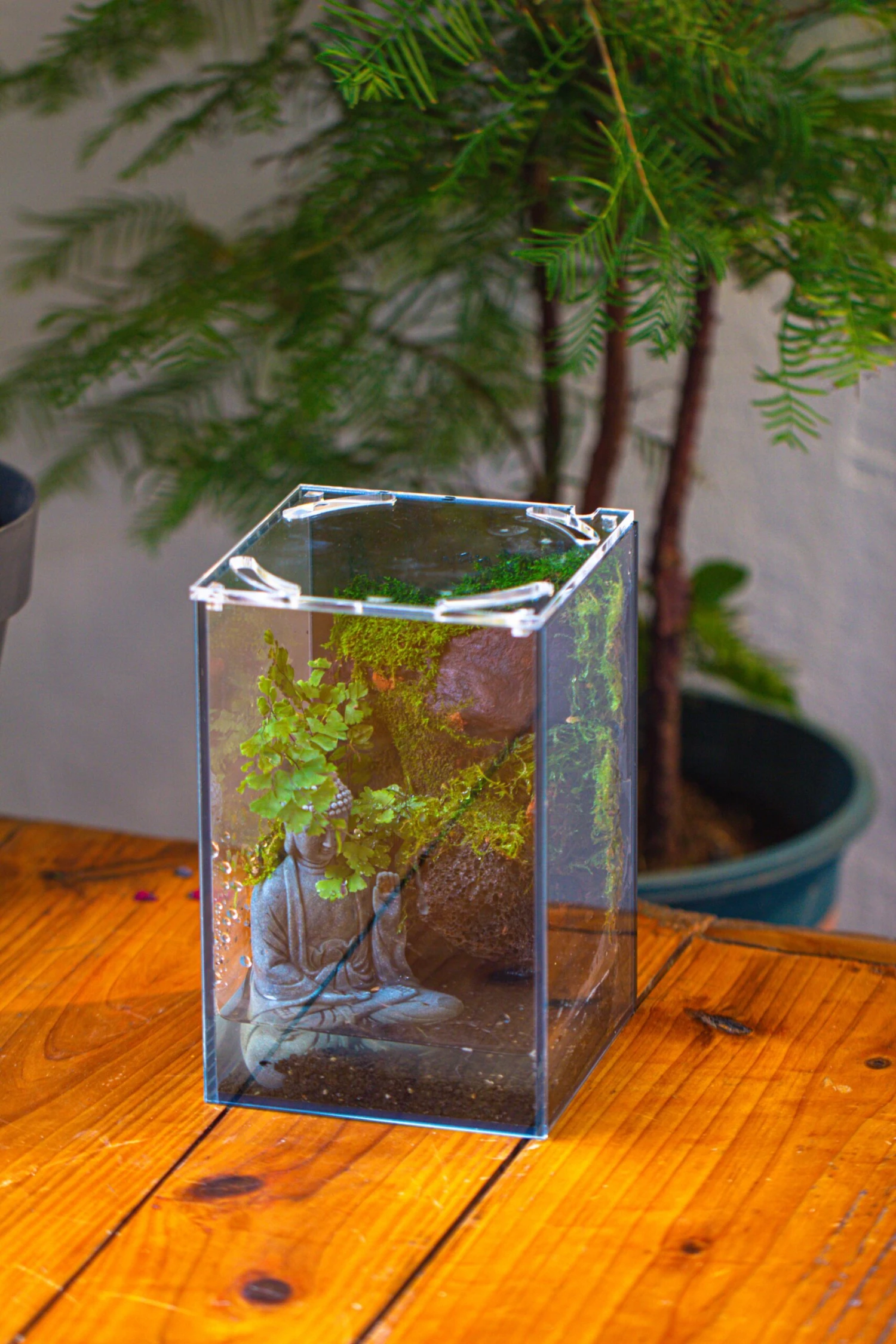 Watertight Glass Terrarium With LED Grow Light, Acrylic Lid For Moss Wall, Vertical Planting-12x12x18cm / 4.7x4.7x7.1'' 6 Watertight Glass Terrarium With LED Grow Light, Acrylic Lid For Moss Wall, Vertical Planting-12x12x18cm / 4.7x4.7x7.1'' - Image 6