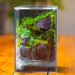 Watertight Glass Terrarium With LED Grow Light, Acrylic Lid For Moss Wall, Vertical Planting-12x12x18cm / 4.7x4.7x7.1'' 37 Watertight Glass Terrarium With LED Grow Light, Acrylic Lid For Moss Wall, Vertical Planting-12x12x18cm / 4.7x4.7x7.1'' -Glass Plant Store IMG 5451 2 56c708c3 2efc 4b55 b8e5 d2174e75289a