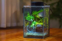 Watertight Glass Terrarium With LED Grow Light, Acrylic Lid For Moss Wall, Vertical Planting-12x12x18cm / 4.7x4.7x7.1'' 26 Watertight Glass Terrarium With LED Grow Light, Acrylic Lid For Moss Wall, Vertical Planting-12x12x18cm / 4.7x4.7x7.1'' -Glass Plant Store IMG 5458 c17b4423 9380 48a7 8c0c e687641c1e5b