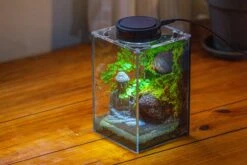Watertight Glass Terrarium With LED Grow Light, Acrylic Lid For Moss Wall, Vertical Planting-12x12x18cm / 4.7x4.7x7.1'' 34 Watertight Glass Terrarium With LED Grow Light, Acrylic Lid For Moss Wall, Vertical Planting-12x12x18cm / 4.7x4.7x7.1'' -Glass Plant Store IMG 5461 bb3cc689 1b38 4c63 be31 fe9cb3055e6a