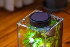 Watertight Glass Terrarium With LED Grow Light, Acrylic Lid For Moss Wall, Vertical Planting-12x12x18cm / 4.7x4.7x7.1'' 30 Watertight Glass Terrarium With LED Grow Light, Acrylic Lid For Moss Wall, Vertical Planting-12x12x18cm / 4.7x4.7x7.1'' -Glass Plant Store IMG 5463 e762f3dd c1cf 489d ac14 a4436e403ee0