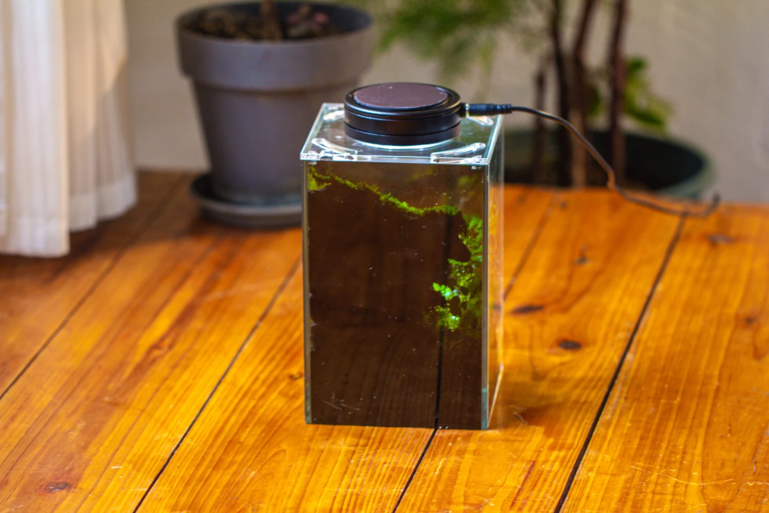 Watertight Glass Terrarium With LED Grow Light, Acrylic Lid For Moss Wall, Vertical Planting-12x12x18cm / 4.7x4.7x7.1'' 9 Watertight Glass Terrarium With LED Grow Light, Acrylic Lid For Moss Wall, Vertical Planting-12x12x18cm / 4.7x4.7x7.1'' - Image 9