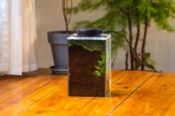 Watertight Glass Terrarium With LED Grow Light, Acrylic Lid For Moss Wall, Vertical Planting-12x12x18cm / 4.7x4.7x7.1'' 38 Watertight Glass Terrarium With LED Grow Light, Acrylic Lid For Moss Wall, Vertical Planting-12x12x18cm / 4.7x4.7x7.1'' -Glass Plant Store IMG 5466 9040d014 27a7 4832 8edc 53f65b76feb9