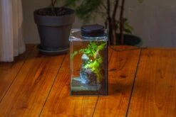 Watertight Glass Terrarium With LED Grow Light, Acrylic Lid For Moss Wall, Vertical Planting-12x12x18cm / 4.7x4.7x7.1'' 36 Watertight Glass Terrarium With LED Grow Light, Acrylic Lid For Moss Wall, Vertical Planting-12x12x18cm / 4.7x4.7x7.1'' -Glass Plant Store IMG 5467 a4cc3208 dbda 4062 80e8 0b83eeed5ba8