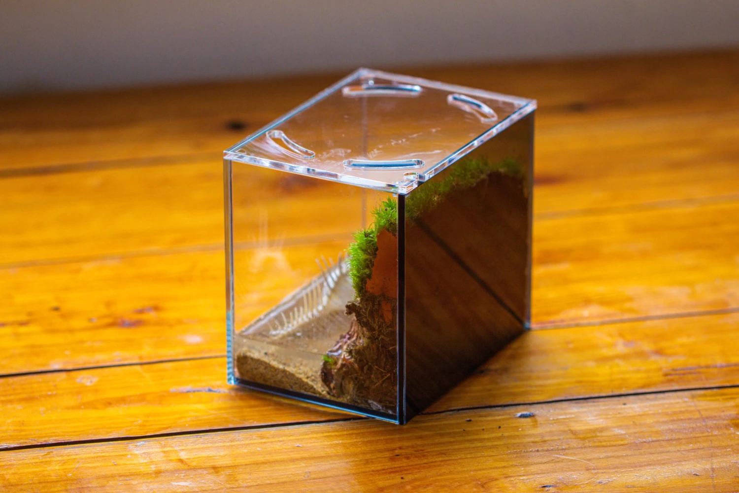 Watertight Glass Terrarium With LED Grow Light, Acrylic Lid For Moss Wall, Vertical Planting -15x11x13cm / 5.9x4.3x5.1'' 2 Watertight Glass Terrarium With LED Grow Light, Acrylic Lid For Moss Wall, Vertical Planting -15x11x13cm / 5.9x4.3x5.1'' - Image 2