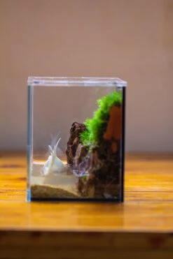 Watertight Glass Terrarium With LED Grow Light, Acrylic Lid For Moss Wall, Vertical Planting -15x11x13cm / 5.9x4.3x5.1'' 22 Watertight Glass Terrarium With LED Grow Light, Acrylic Lid For Moss Wall, Vertical Planting -15x11x13cm / 5.9x4.3x5.1'' -Glass Plant Store IMG 5480 a9362e98 211e 4f8c a6c3 a8635e5bc2b7