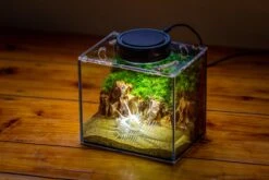 Watertight Glass Terrarium With LED Grow Light, Acrylic Lid For Moss Wall, Vertical Planting -15x11x13cm / 5.9x4.3x5.1'' 38 Watertight Glass Terrarium With LED Grow Light, Acrylic Lid For Moss Wall, Vertical Planting -15x11x13cm / 5.9x4.3x5.1'' -Glass Plant Store IMG 5499 2c21caf3 cc45 4161 af55 c3974de4a9e4