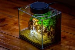Watertight Glass Terrarium With LED Grow Light, Acrylic Lid For Moss Wall, Vertical Planting -15x11x13cm / 5.9x4.3x5.1'' 39 Watertight Glass Terrarium With LED Grow Light, Acrylic Lid For Moss Wall, Vertical Planting -15x11x13cm / 5.9x4.3x5.1'' -Glass Plant Store IMG 5500 9a95e64c a7fe 48cd 8926 fe52e71a7211