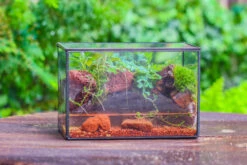 5-8cm Red Horticultural Lava Rock Volcanic Rock For Terrarium, Bonsai Landscape, 500g 26 5-8cm Red Horticultural Lava Rock Volcanic Rock For Terrarium, Bonsai Landscape, 500g -Glass Plant Store IMG 5504 83c30403 0525 4504 b733 ba268093ec10