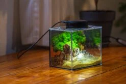 Watertight Glass Terrarium With LED Grow Light, Acrylic Lid For Moss Wall, Vertical Planting -15x11x13cm / 5.9x4.3x5.1'' 34 Watertight Glass Terrarium With LED Grow Light, Acrylic Lid For Moss Wall, Vertical Planting -15x11x13cm / 5.9x4.3x5.1'' -Glass Plant Store IMG 5506 6643e0bb 2853 408e 8a36 0ca3f908ba76