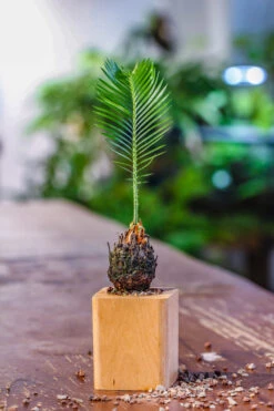 Natural Beech Wood With Inner Alloy Pot Planter, For Hydroponic, Small Plants, Air Plants -Glass Plant Store IMG 5624