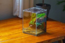 Watertight Glass Terrarium With LED Grow Light, Acrylic Lid For Moss Wall, Vertical Planting -15x15x20cm / 5.9x5.9x7.8 34 Watertight Glass Terrarium With LED Grow Light, Acrylic Lid For Moss Wall, Vertical Planting -15x15x20cm / 5.9x5.9x7.8 -Glass Plant Store IMG 5625 52888afe bd33 4c98 9d03 cf8df26dbf04