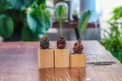 Natural Beech Wood With Inner Alloy Pot Planter, For Hydroponic, Small Plants, Air Plants -Glass Plant Store IMG 5630