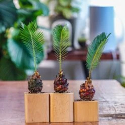 Natural Beech Wood With Inner Alloy Pot Planter, For Hydroponic, Small Plants, Air Plants -Glass Plant Store IMG 5631