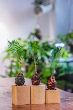 Natural Beech Wood With Inner Alloy Pot Planter, For Hydroponic, Small Plants, Air Plants -Glass Plant Store IMG 5632