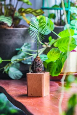 Natural Beech Wood With Inner Alloy Pot Planter, For Hydroponic, Small Plants, Air Plants -Glass Plant Store IMG 5648