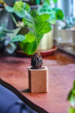 Natural Beech Wood With Inner Alloy Pot Planter, For Hydroponic, Small Plants, Air Plants -Glass Plant Store IMG 5651