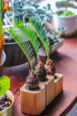 Natural Beech Wood With Inner Alloy Pot Planter, For Hydroponic, Small Plants, Air Plants -Glass Plant Store IMG 5660