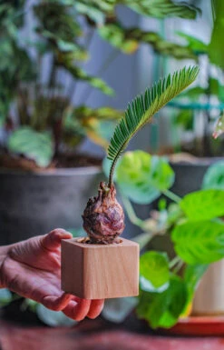 Natural Beech Wood With Inner Alloy Pot Planter, For Hydroponic, Small Plants, Air Plants -Glass Plant Store IMG 5681