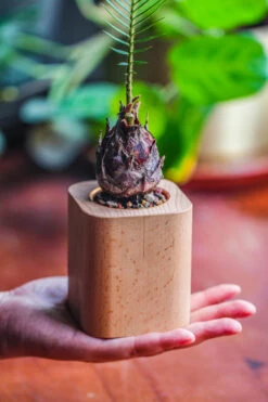 Natural Beech Wood With Inner Alloy Pot Planter, For Hydroponic, Small Plants, Air Plants -Glass Plant Store IMG 5687