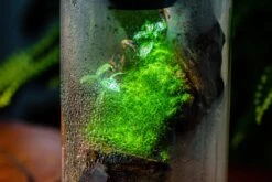 Large Cylinder Terrarium With LED Grow Lamp, Acrylic Lid Set For Bog, Carnivorous Plants -15x30cm 23 Large Cylinder Terrarium With LED Grow Lamp, Acrylic Lid Set For Bog, Carnivorous Plants -15x30cm -Glass Plant Store IMG 5739