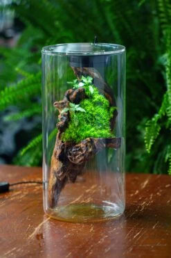 Large Cylinder Terrarium With LED Grow Lamp, Acrylic Lid Set For Bog, Carnivorous Plants -15x30cm 24 Large Cylinder Terrarium With LED Grow Lamp, Acrylic Lid Set For Bog, Carnivorous Plants -15x30cm -Glass Plant Store IMG 5744 2