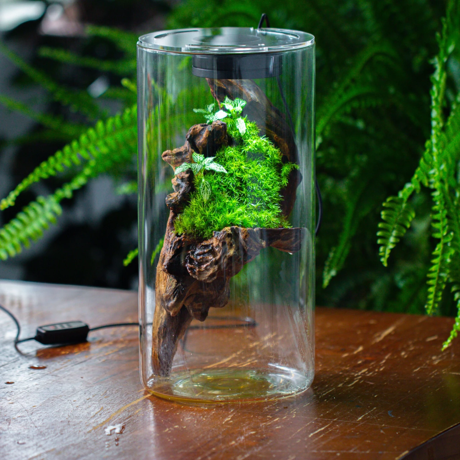 Large Cylinder Terrarium With LED Grow Lamp, Acrylic Lid Set For Bog, Carnivorous Plants -15x30cm 2 Large Cylinder Terrarium With LED Grow Lamp, Acrylic Lid Set For Bog, Carnivorous Plants -15x30cm - Image 2