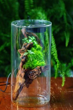 Large Cylinder Terrarium With LED Grow Lamp, Acrylic Lid Set For Bog, Carnivorous Plants -15x30cm 27 Large Cylinder Terrarium With LED Grow Lamp, Acrylic Lid Set For Bog, Carnivorous Plants -15x30cm -Glass Plant Store IMG 5747
