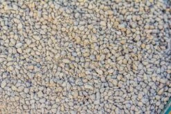 Grey White Horticultural Lava Rock Volcanic Rock 28 Grey White Horticultural Lava Rock Volcanic Rock -Glass Plant Store IMG 5994