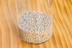 Grey White Horticultural Lava Rock Volcanic Rock 31 Grey White Horticultural Lava Rock Volcanic Rock -Glass Plant Store IMG 5998