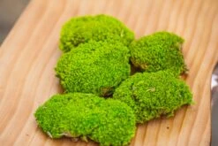 Preserved Forever Leucobryum Moss Cushion Moss , Natural Green 20x50cm, For DIY Moss Terrarium, Miniature, Centerpiece, Micro Landscape, No Maintenence 18 Preserved Forever Leucobryum Moss Cushion Moss , Natural Green 20x50cm, For DIY Moss Terrarium, Miniature, Centerpiece, Micro Landscape, No Maintenence -Glass Plant Store IMG 6063