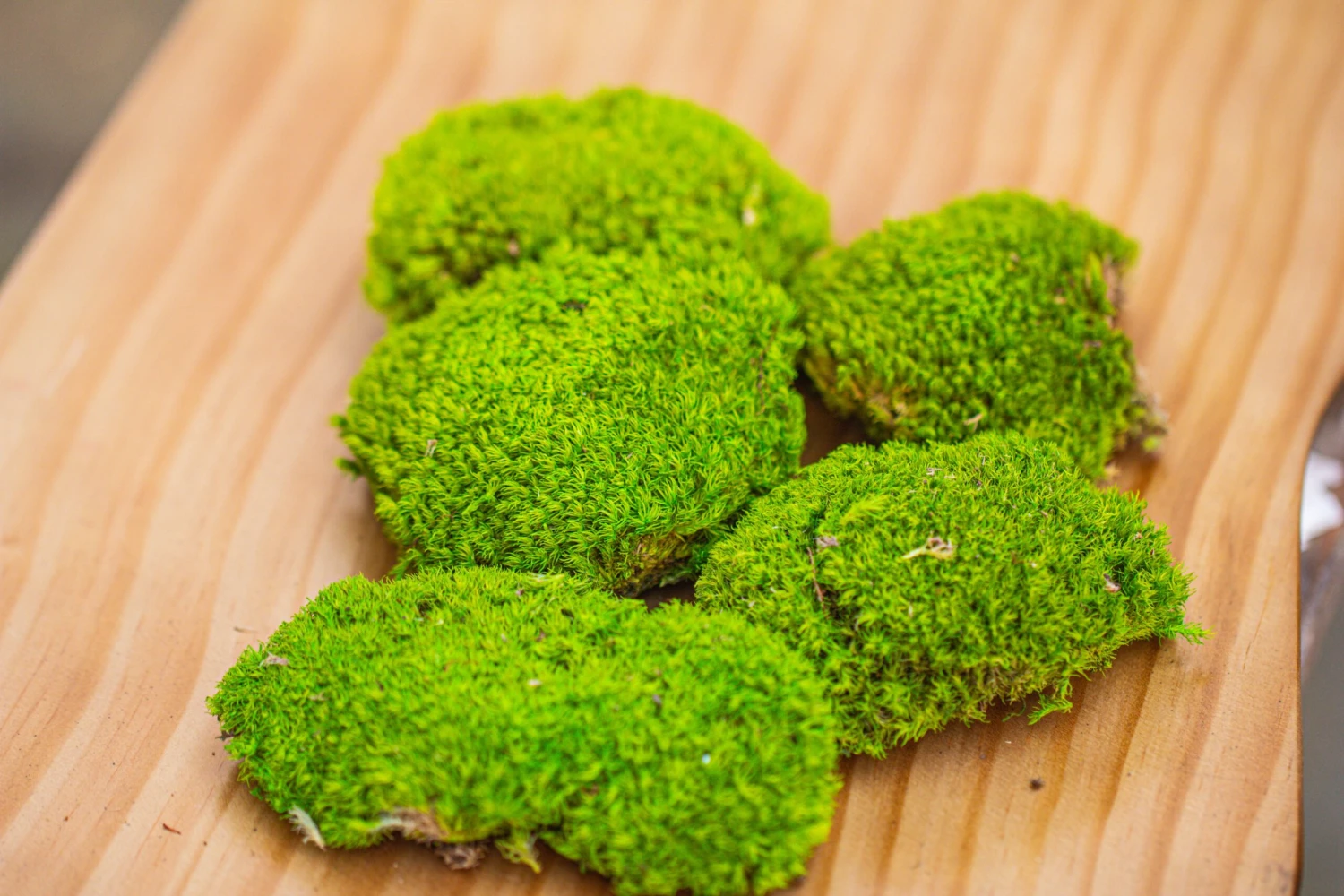 Preserved Forever Leucobryum Moss Cushion Moss , Natural Green 20x50cm, For DIY Moss Terrarium, Miniature, Centerpiece, Micro Landscape, No Maintenence 4 Preserved Forever Leucobryum Moss Cushion Moss , Natural Green 20x50cm, For DIY Moss Terrarium, Miniature, Centerpiece, Micro Landscape, No Maintenence - Image 4