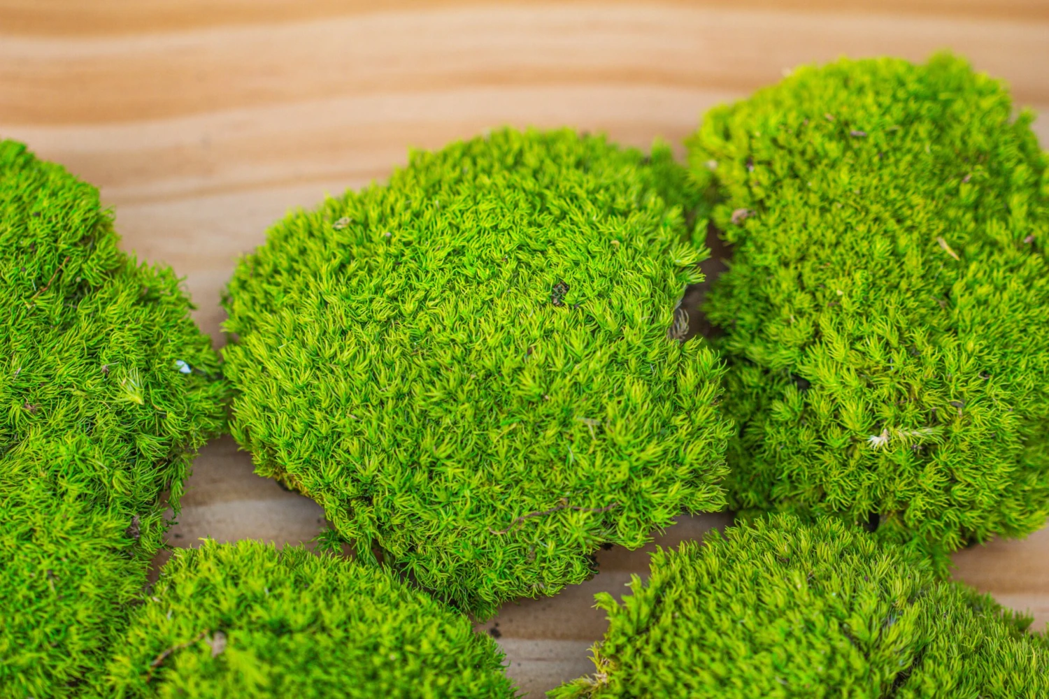 Preserved Forever Leucobryum Moss Cushion Moss , Natural Green 20x50cm, For DIY Moss Terrarium, Miniature, Centerpiece, Micro Landscape, No Maintenence 10 Preserved Forever Leucobryum Moss Cushion Moss , Natural Green 20x50cm, For DIY Moss Terrarium, Miniature, Centerpiece, Micro Landscape, No Maintenence - Image 10