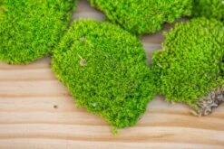 Preserved Forever Leucobryum Moss Cushion Moss , Natural Green 20x50cm, For DIY Moss Terrarium, Miniature, Centerpiece, Micro Landscape, No Maintenence 25 Preserved Forever Leucobryum Moss Cushion Moss , Natural Green 20x50cm, For DIY Moss Terrarium, Miniature, Centerpiece, Micro Landscape, No Maintenence -Glass Plant Store IMG 6068
