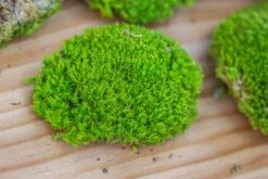 Preserved Forever Leucobryum Moss Cushion Moss , Natural Green 20x50cm, For DIY Moss Terrarium, Miniature, Centerpiece, Micro Landscape, No Maintenence 26 Preserved Forever Leucobryum Moss Cushion Moss , Natural Green 20x50cm, For DIY Moss Terrarium, Miniature, Centerpiece, Micro Landscape, No Maintenence -Glass Plant Store IMG 6072