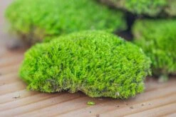 Preserved Forever Leucobryum Moss Cushion Moss , Natural Green 20x50cm, For DIY Moss Terrarium, Miniature, Centerpiece, Micro Landscape, No Maintenence 17 Preserved Forever Leucobryum Moss Cushion Moss , Natural Green 20x50cm, For DIY Moss Terrarium, Miniature, Centerpiece, Micro Landscape, No Maintenence -Glass Plant Store IMG 6074 2ad1e3ab 60ee 48a6 9c22 da26d0e83d57