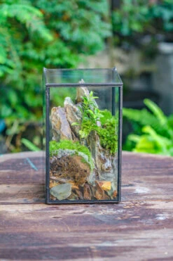 NCYP Watertight Close Geometric Glass Tin Terrarium, For Small Waterpond, Moss Landscape, Live Miniature, Water Pond, Miniature 37 NCYP Watertight Close Geometric Glass Tin Terrarium, For Small Waterpond, Moss Landscape, Live Miniature, Water Pond, Miniature -Glass Plant Store IMG 6176
