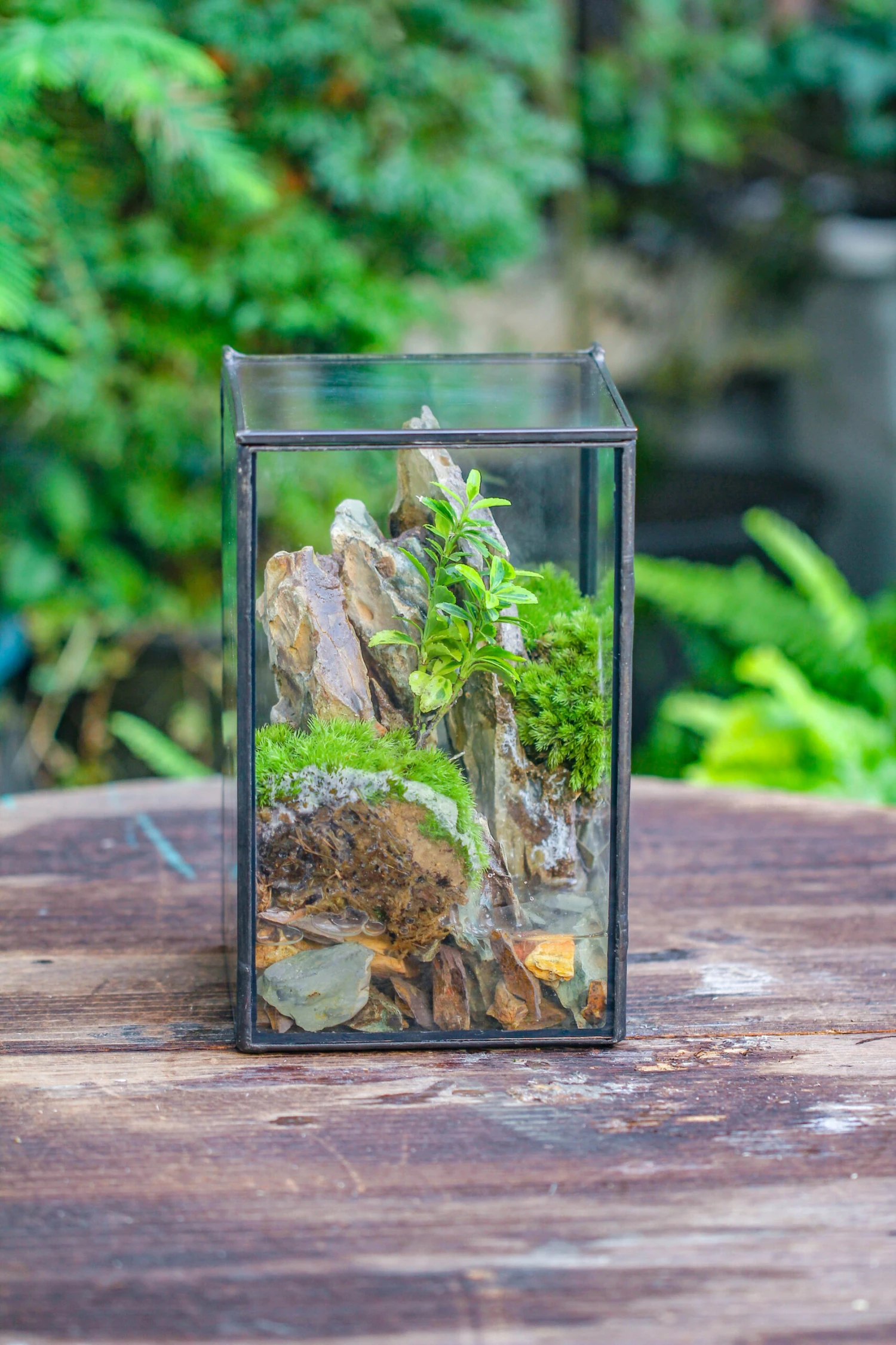 NCYP Watertight Close Geometric Glass Tin Terrarium, For Small Waterpond, Moss Landscape, Live Miniature, Water Pond, Miniature 18 NCYP Watertight Close Geometric Glass Tin Terrarium, For Small Waterpond, Moss Landscape, Live Miniature, Water Pond, Miniature - Image 18