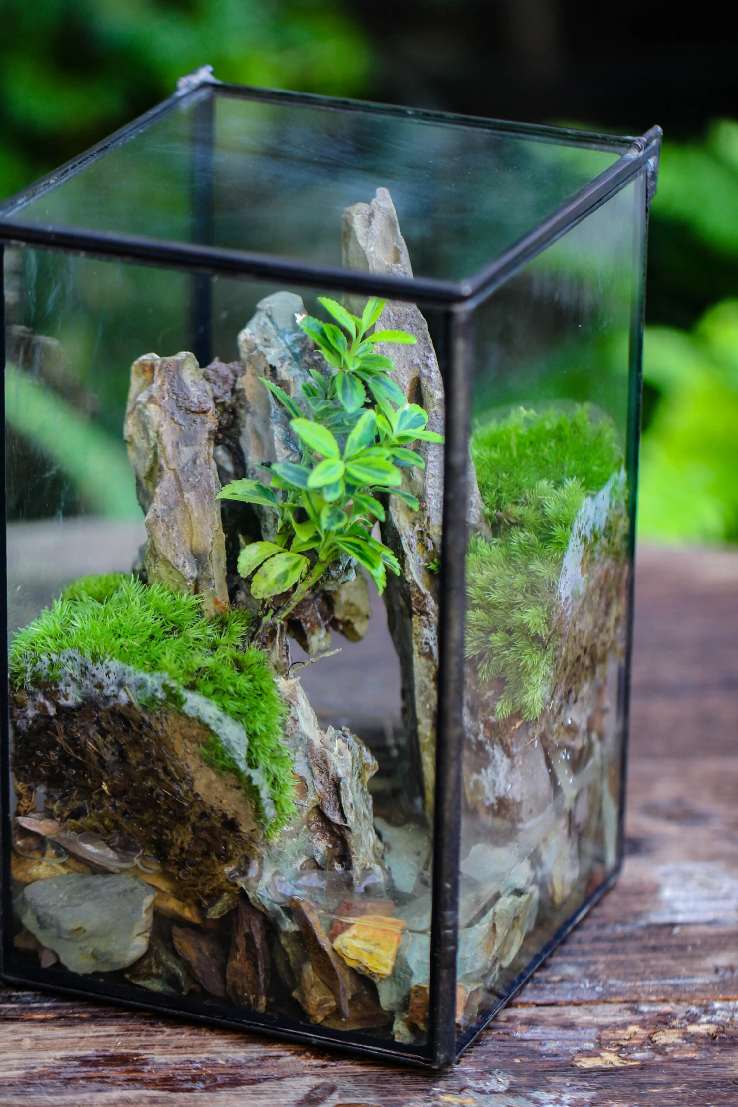 NCYP Watertight Close Geometric Glass Tin Terrarium, For Small Waterpond, Moss Landscape, Live Miniature, Water Pond, Miniature 20 NCYP Watertight Close Geometric Glass Tin Terrarium, For Small Waterpond, Moss Landscape, Live Miniature, Water Pond, Miniature - Image 20
