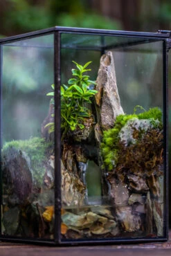 5-12cm Natural Ohko Dragon Stone Rock For Terrarium, Aquarium Bonsai Landscape, 500g 21 5-12cm Natural Ohko Dragon Stone Rock For Terrarium, Aquarium Bonsai Landscape, 500g -Glass Plant Store IMG 6178 64bb7035 8dac 4c05 9922 b40f328761fd